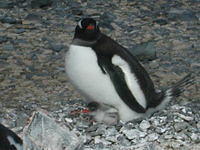Gentoo Penguin with Chick