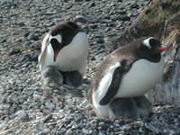 Gentoo Penguins with Chicks