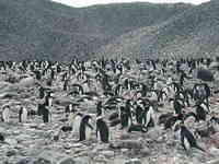 Paulet Island - 80,000 pairs of penguins