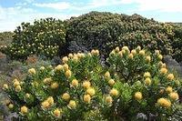 Protea Flowers