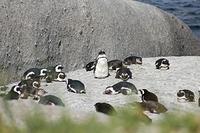 African Penguins at Boulder Beach
