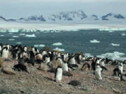 Brown Bluff, Antarctica